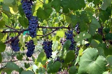 Cynthiana Grapes